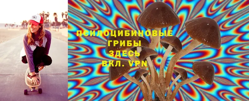 Псилоцибиновые грибы MAGIC MUSHROOMS  где продают   Железногорск 